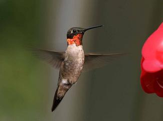 The hummingbird says it's easy!