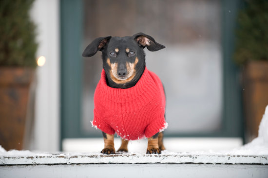 Brownie-Posing