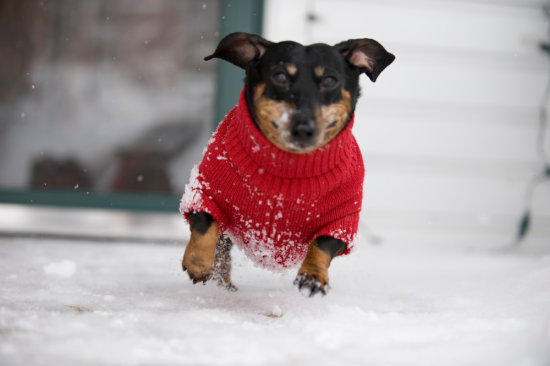 Brownie-Running-In-The-Snow