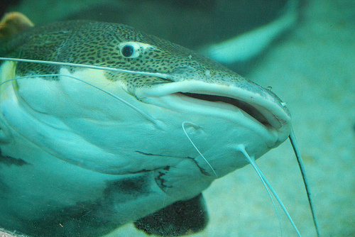 Catfish and online dating